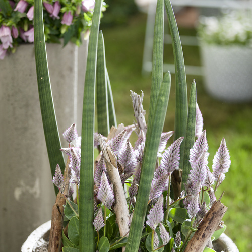 060612 056 Image of Ptilotus exaltata
