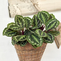 Image of Calathea roseopicta