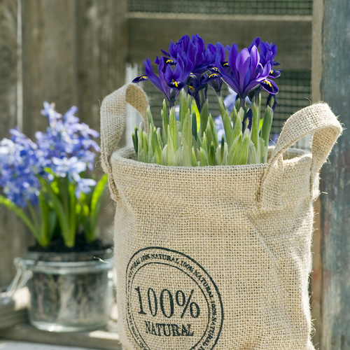 Iris Iridaceae (10702)