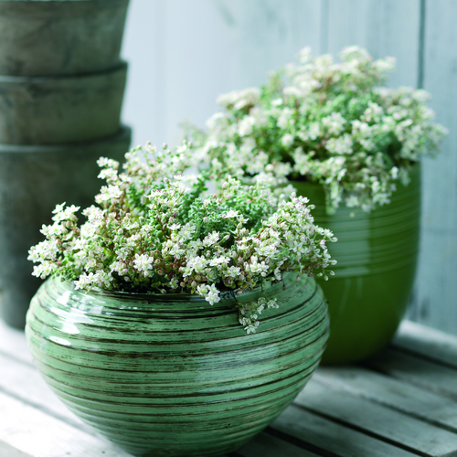 Image of Sedum brevifolium