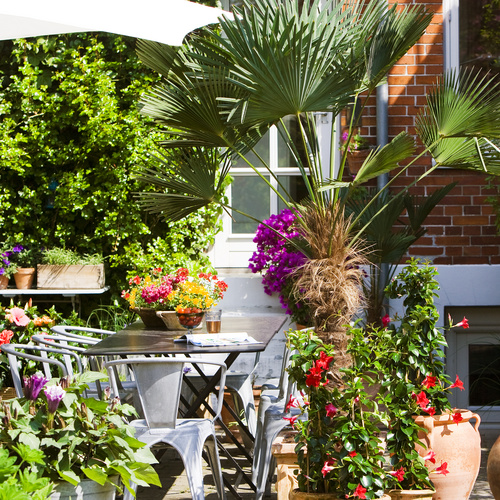 Image of Mandevilla (Dipladenia) hybrid