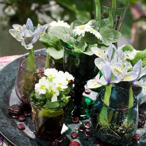 20130110Y61A0009 Image of Iris reticulata