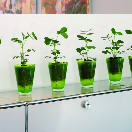 Image of Arachis hypogaea