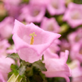 Image of Campanula medium