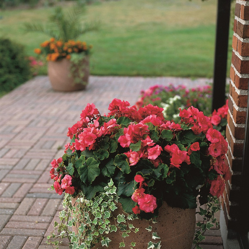 Image of Begonia x tuberhybrida