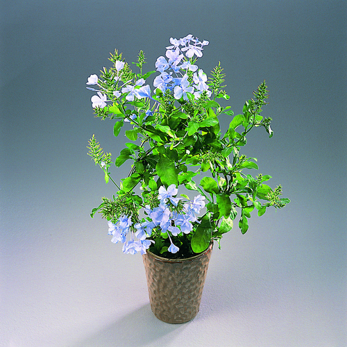 Image of Plumbago auriculata