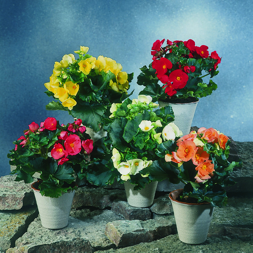 Image of Begonia elatior hybrid Schwabenland