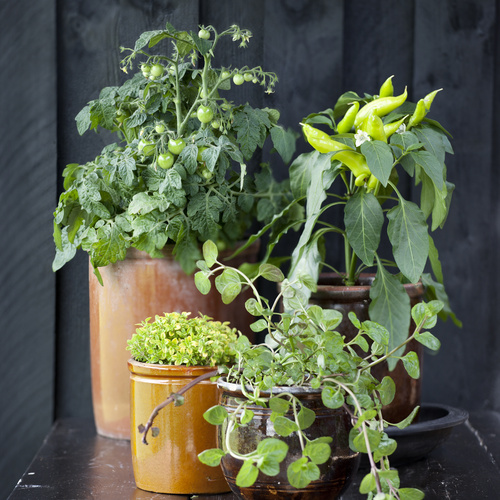 Image of Capsicum annuum (Spiselig)