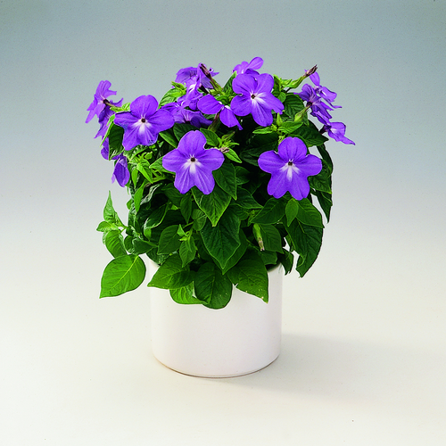 Image of Browallia speciosa