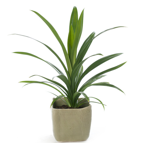 Image of Pandanus tectorius