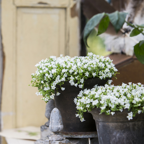 Image of Wahlenbergia procumbens