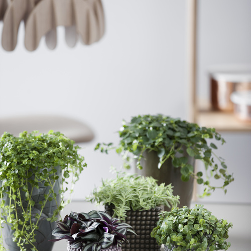 Image of Tradescantia albiflora