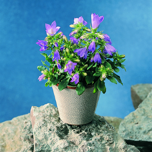 Image of Campanula sibirica