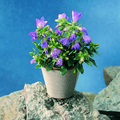 Image of Campanula sibirica