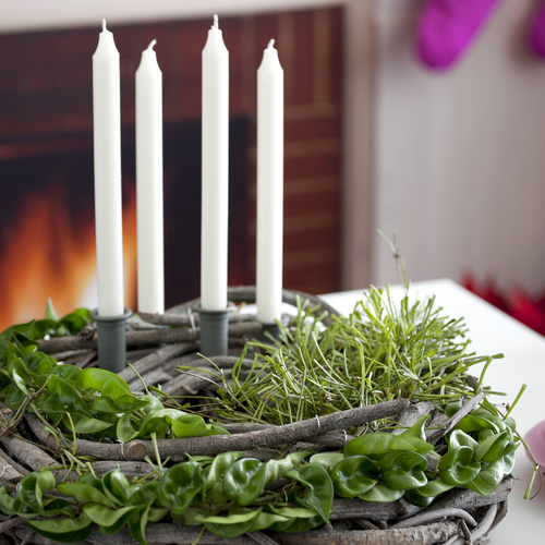 Image of Hoya retusa