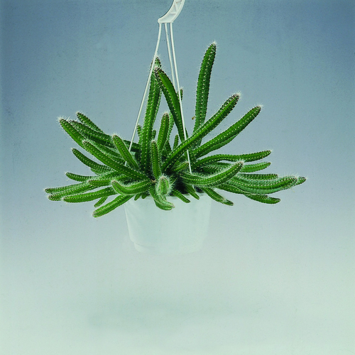 Image of Hylocereus guatemalensis