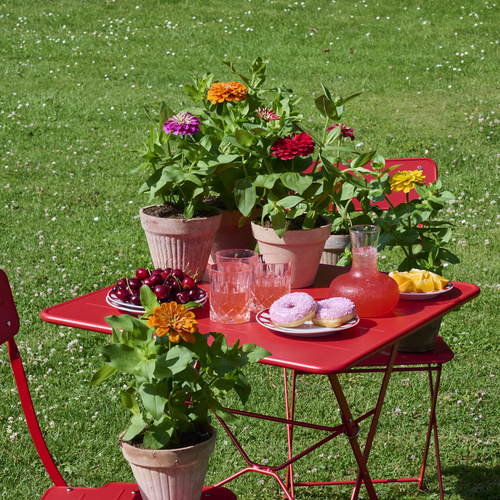Zinnia Compositae (442622)