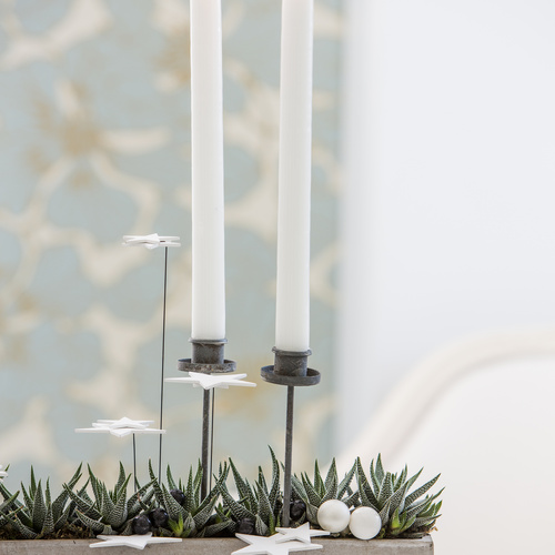 Image of Haworthia fasciata