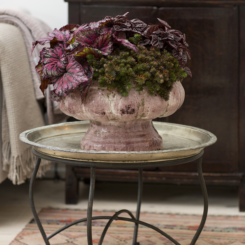 20121002Y61A9232 Begonia Begoniaceae (7036)