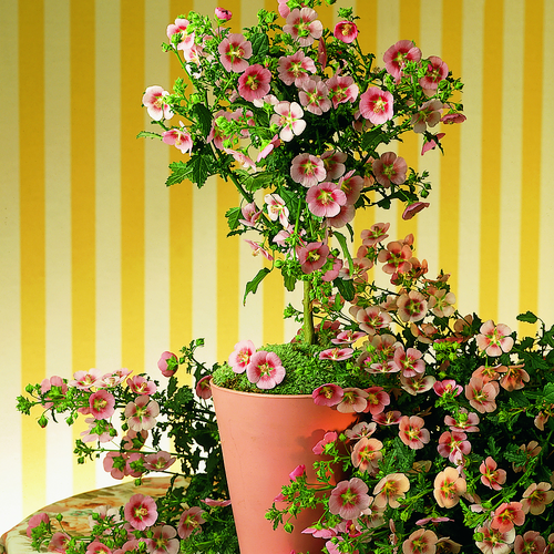 2066-anisodontea Image of Anisodontea capensis