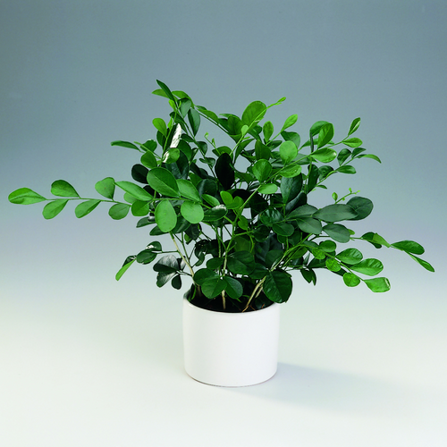 Image of Murraya paniculata