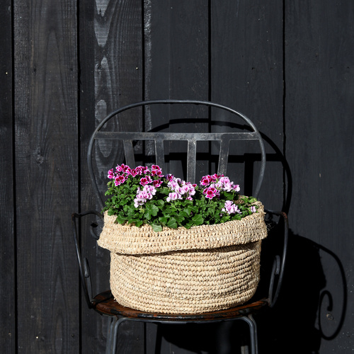 Pelargonium 2 Pelargonium Geraniaceae (31718)