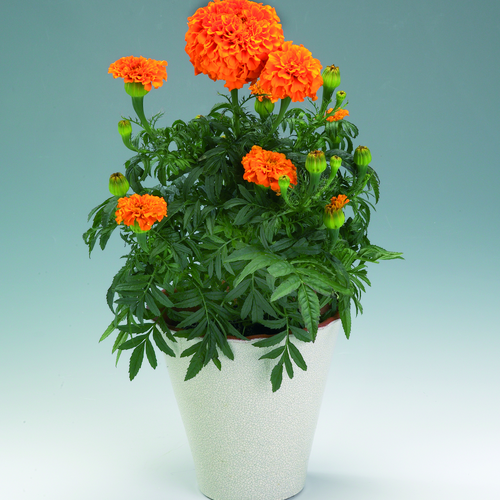 Image of Tagetes erecta