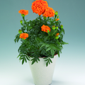 Image of Tagetes erecta