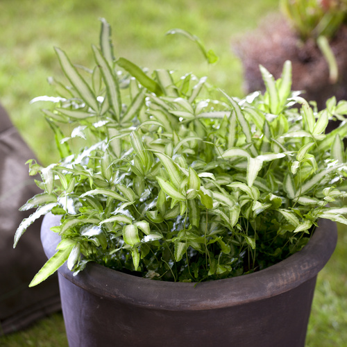 090611 20 Pteris Acrostichaceae (13123)