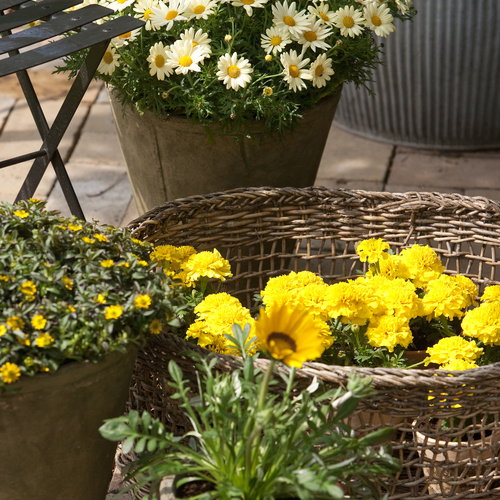 20120515wf9r7630 Argyranthemum Compositae (6634)
