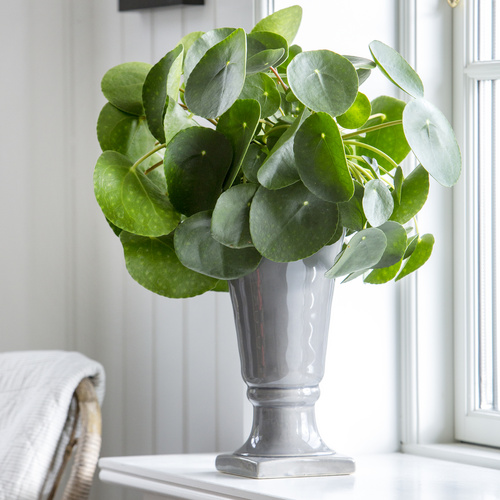 Image of Pilea peperomioides