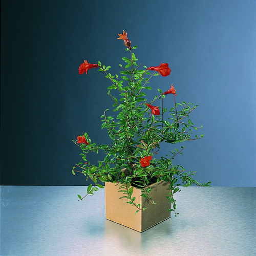 Image of Punica granatum