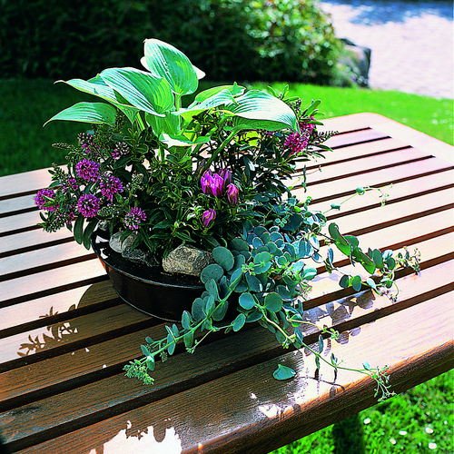 Image of Gentiana scabra