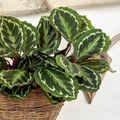 Image of Calathea roseopicta