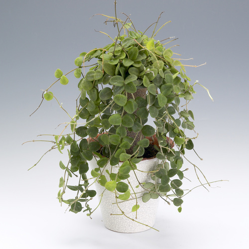 Hoya serpens Image of Hoya serpens