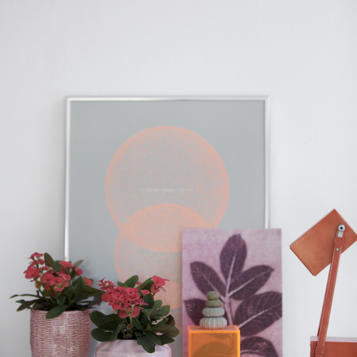 Euphorbia milii mini Euphorbia Euphorbiaceae (9047)