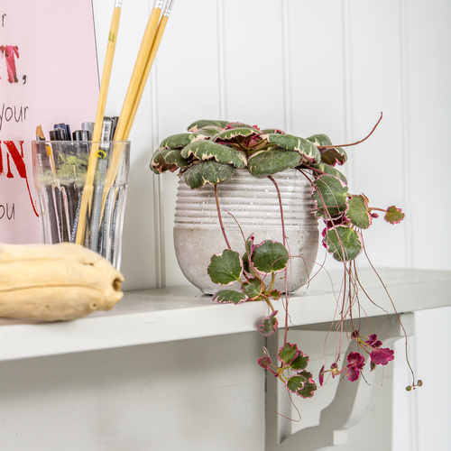 Image of Saxifraga stolonifera