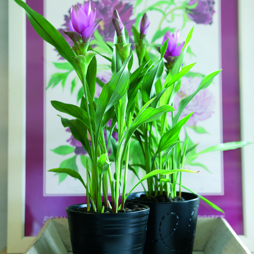 Curcuma Zingiberaceae (8444)