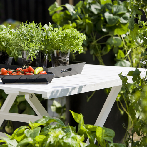 20100519WF9R8827 Krydderurter ukendt (11325)