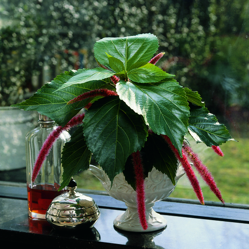 Image of Acalypha hispida