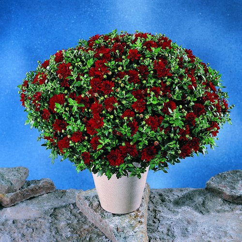 Image of Chrysanthemum indicum hybrid, friland