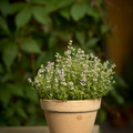 Image of Thymus vulgaris