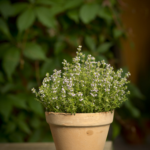 Thymus_havetimian Thymus Labiatae (15030)