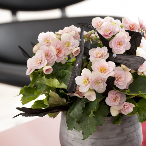 Image of Begonia elatior