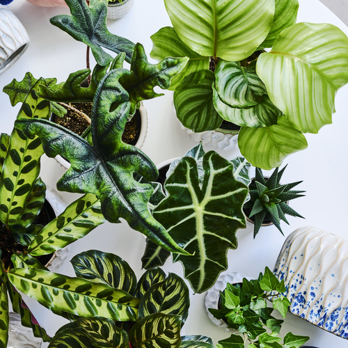 Image of Calathea roseopicta