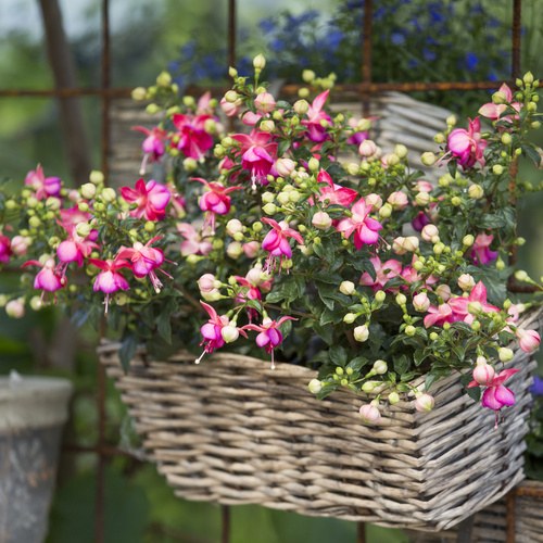 Image of Fuchsia hybrid