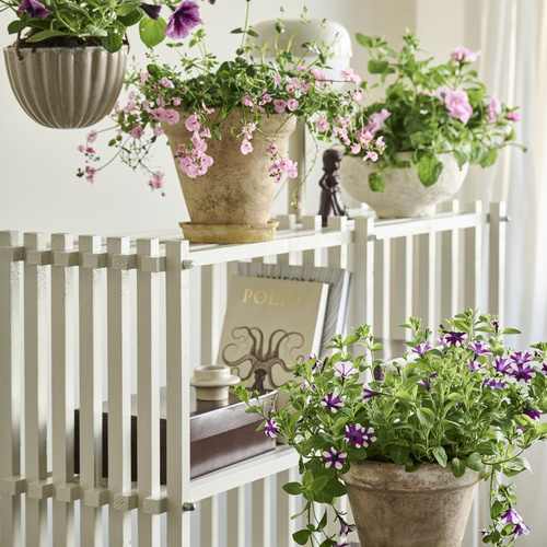 Petunia Solanaceae (442465)
