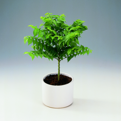 Image of Ulmus x elegantissima