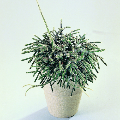 Image of Rhipsalis baccifera