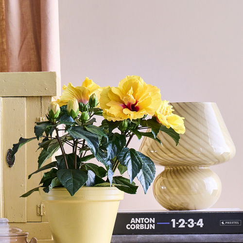 Hibiscus Malvaceae (441316)